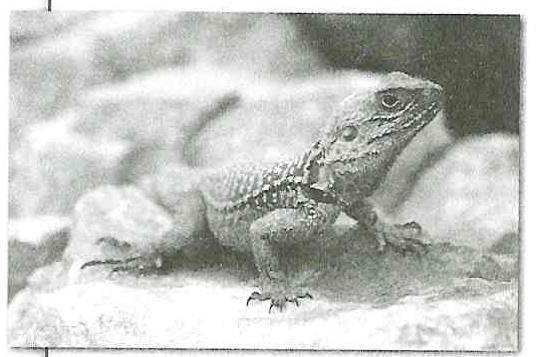 (13) בספרי הילדים שגדלנו עליהם נפוצים איורים של פרה רועה באחו, אולם